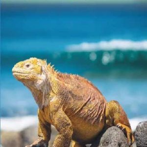 karta-galapagosoarna-quito-och-guayaquil-itm-9781771293204
