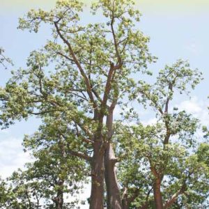 karta-malawi-mocambique-itm-9781771294799